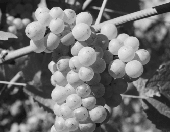 Pinot blanc Lucien Albrecht